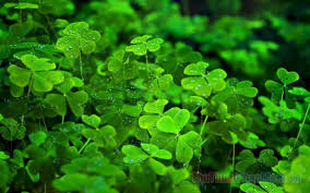 Tạo vòng quay may mắn - Tình huống áp dụng hiệu quả trong marketing và bán hàng Tạo vòng quay may mắn - Tình huống áp dụng hiệu quả trong marketing và bán hàng